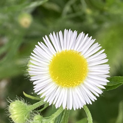 찐