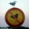 Felipe Birdy