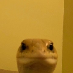 bleego