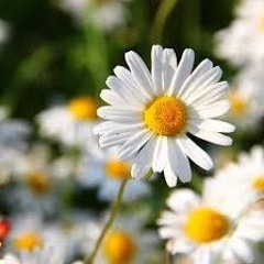 น้องชมพู