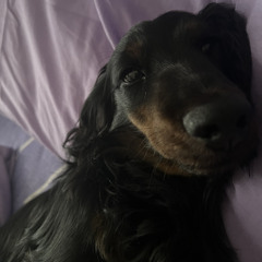 gracie