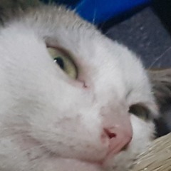 Catwww