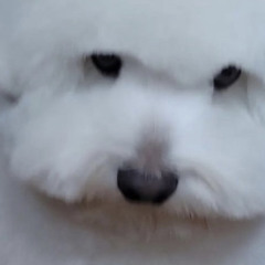 ૮ฅ・ﻌ・აฅ