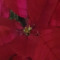 Red Rose