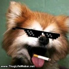 tha1panda