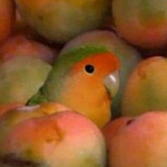 Rosália Lima Dos Santos Silva