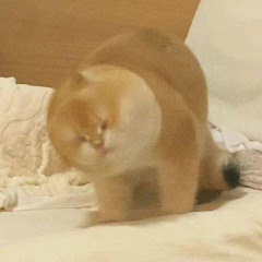 pekopeko