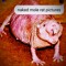 mole_rat11