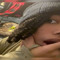 ssippn