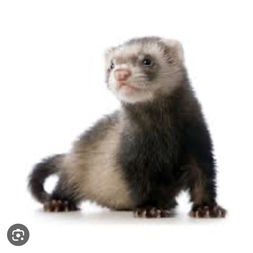 small ferret’s avatar