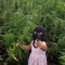 daddycannabis