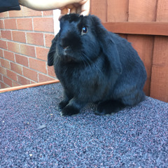 Harvey