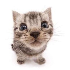 ASCIICATS
