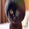 choco cat
