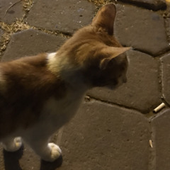 seyma