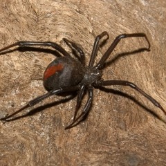 Spyder Archive