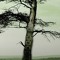 This Crooked Pine