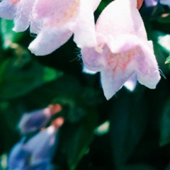 木花