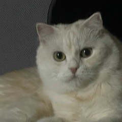 디핵DHack  26호 병동