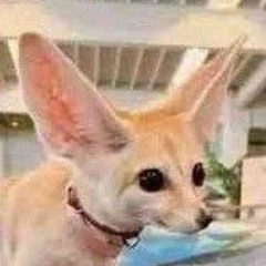 ShadowTheFennec