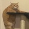 fat cat says hi