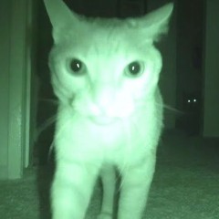 ♱ Ca$h Catt ♱