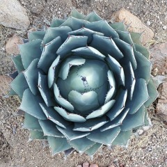 Angelic Transmissions for the people