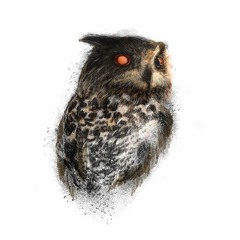 Artificial Owl Recordings