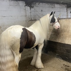 coco from bradford👍
