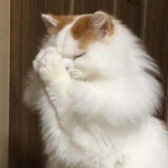 kittykat