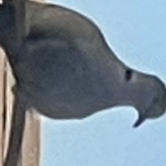 90430983968253688926