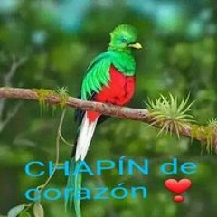 Chapin Hdfc