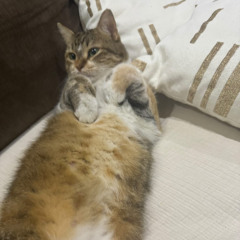 M8