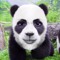 панда🐼