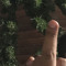 Vl G