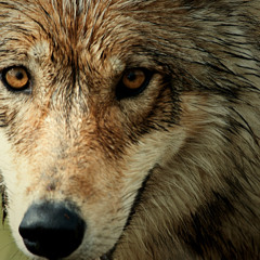 wolf-e