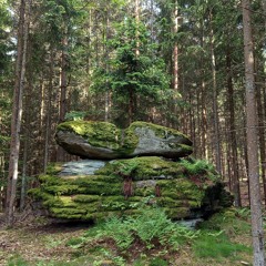 ☝️🌲🛸forest