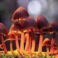 brooks r p fernandes