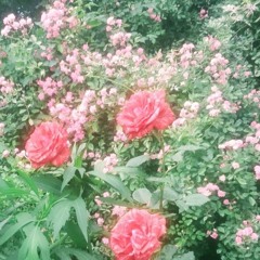 qqqan֍