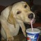 pepsidog