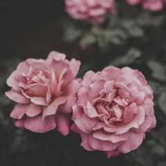 Fatima ALkhader