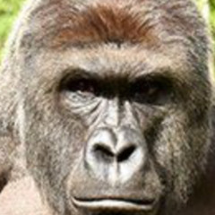 Harambe