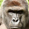 Harambe