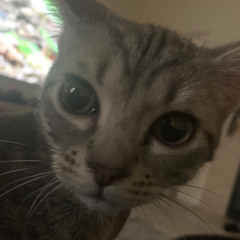 Izzy