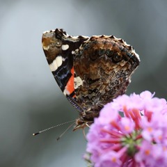 Cover: Johnny Cash / Empire of Dirt