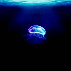 Jellyfish Sunrise