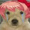 dokidokiliteratureclub dog