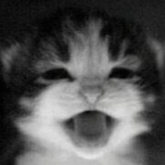 cat is the best