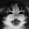 cat is the best
