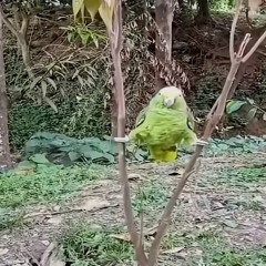vitor0827